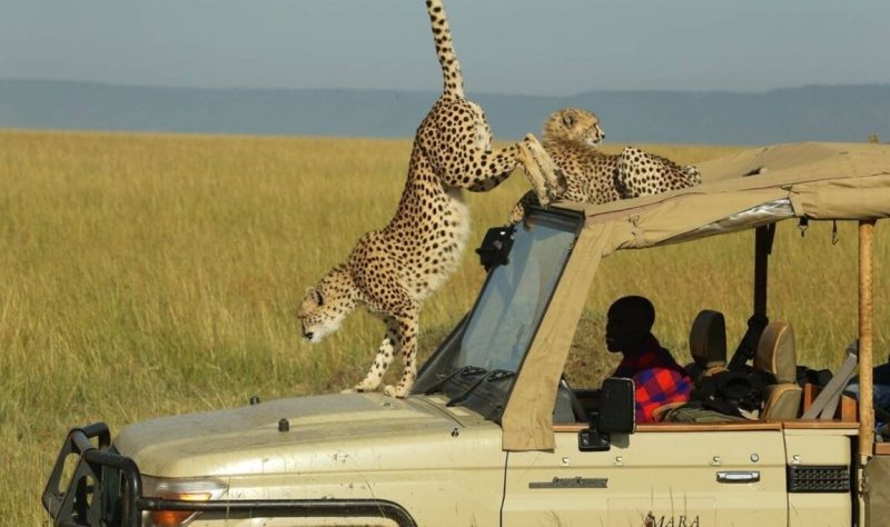 What Makes Kenya a Top Safari Destination