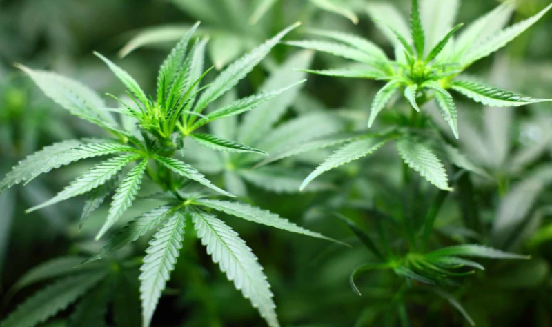 Best Online Dispensary Canada Helping You Enjoy Trusted and Affordable Options